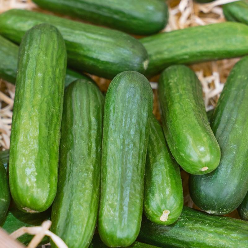 Cucumber