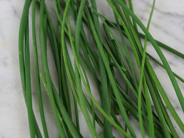 Chives