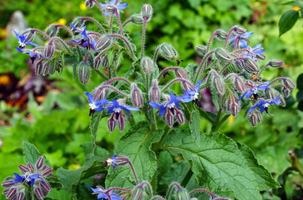 Borage