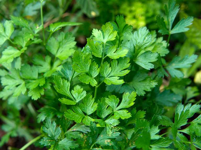 Parsley