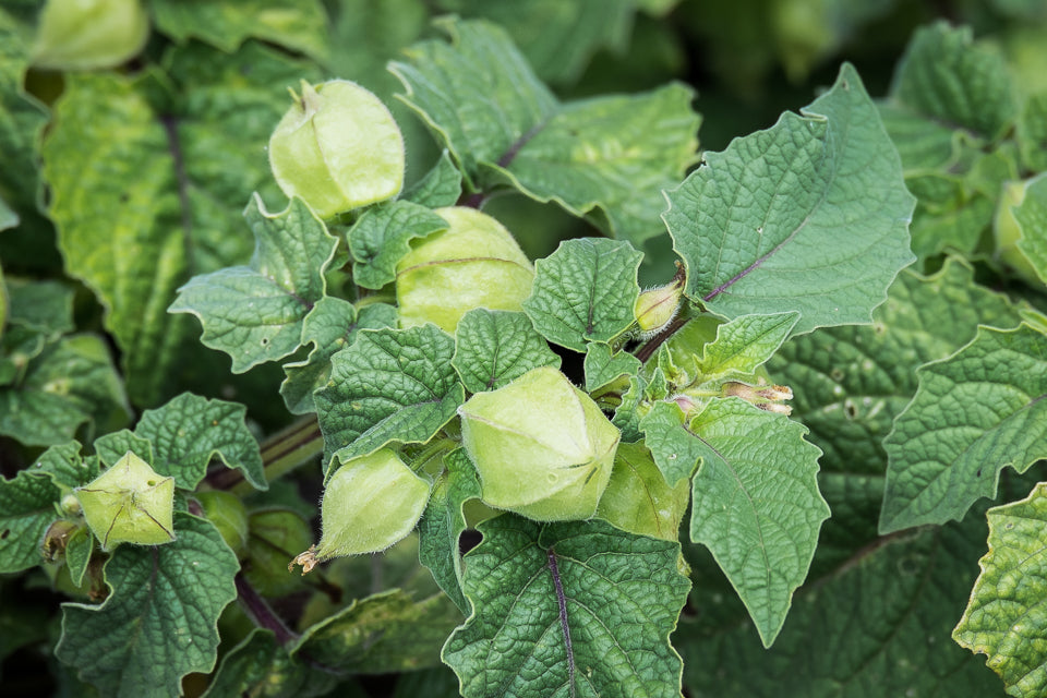 Ground Cherry