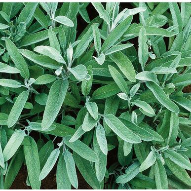 Common Sage