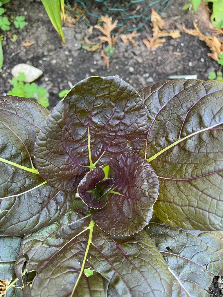 Purple Lady Bok Choy