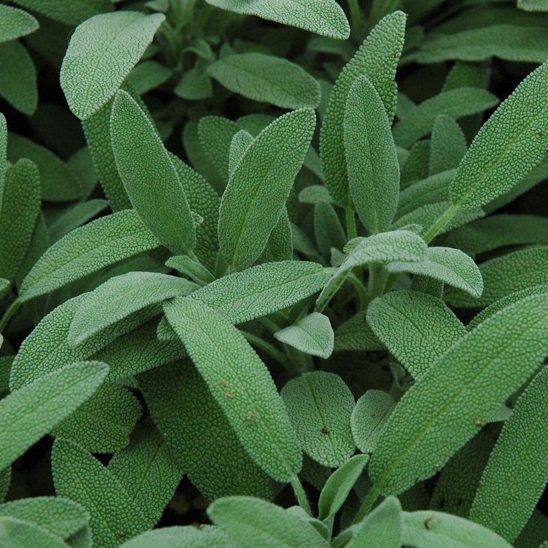 Common Sage