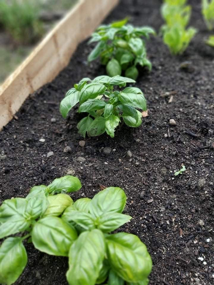 Genovese Basil