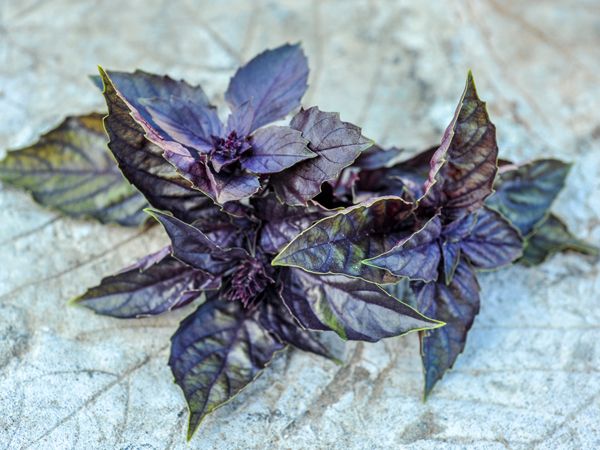 Dark Purple Opal Basil