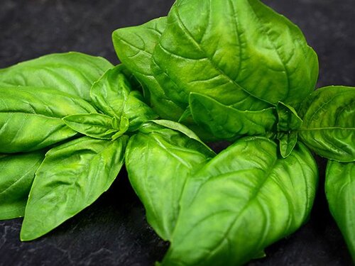 Genovese Basil