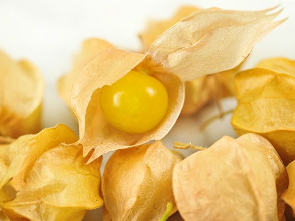 Aunt Molly's Ground Cherry