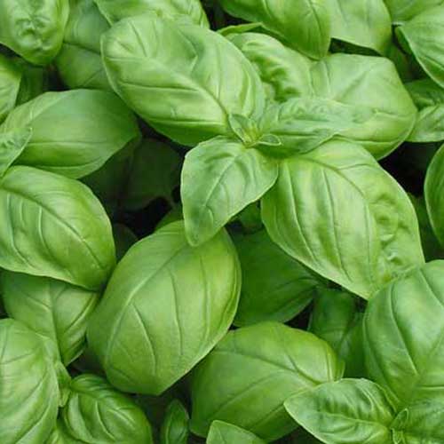 Genovese Basil