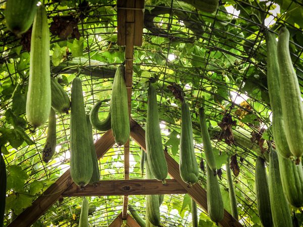 Luffa Gourd