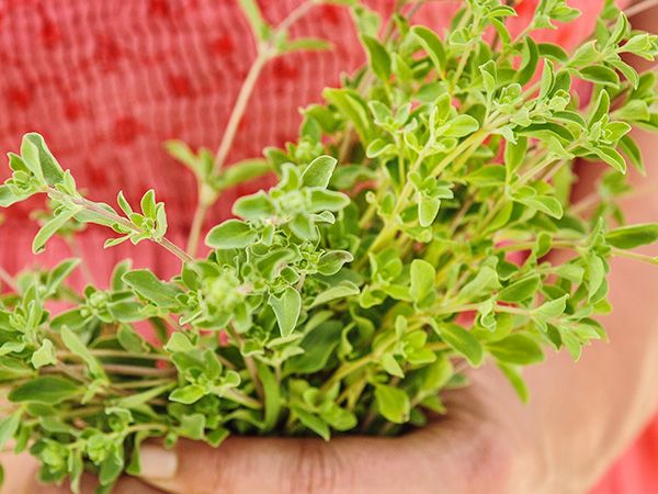 Marjoram