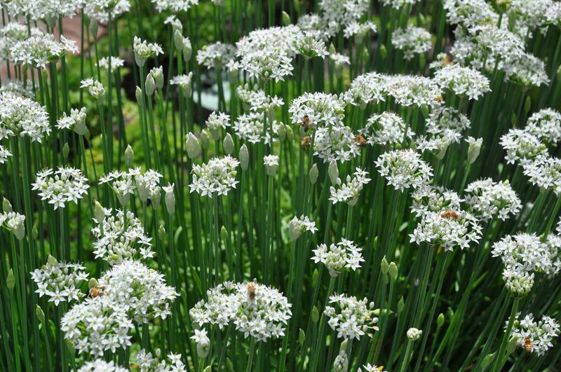 Garlic Chives