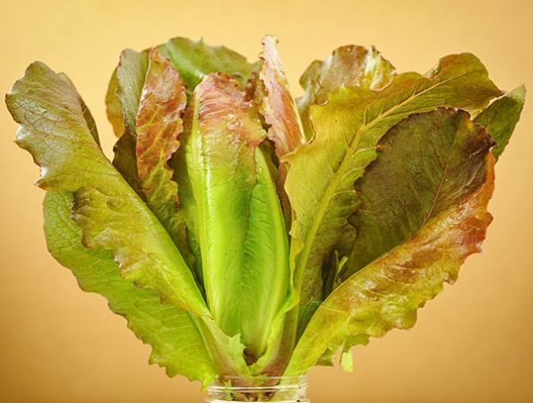 Rouge d'Hiver Lettuce