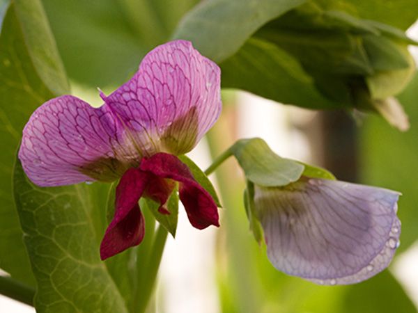 Carouby de Maussane Snow Pea