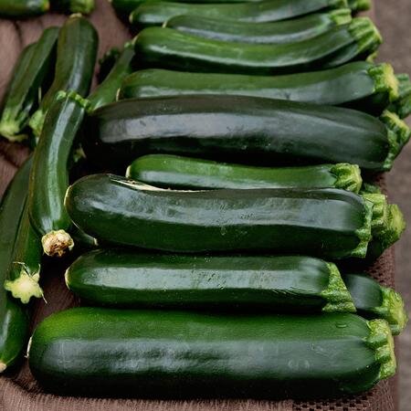 Raven Hybrid Zucchini