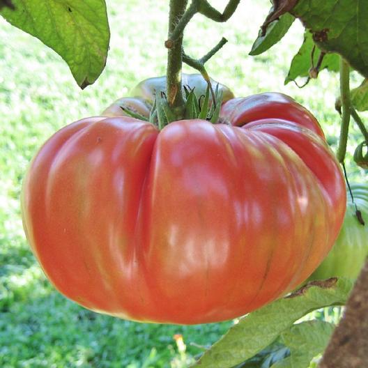 Pink Brandywine Tomato