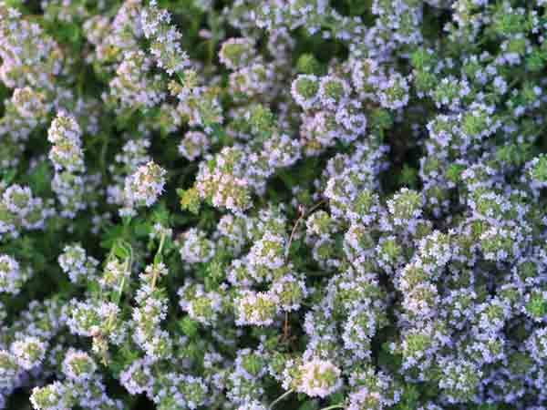 Thyme