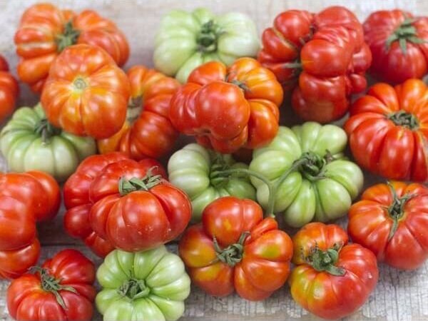 Red Rosso Sicilian Tomato