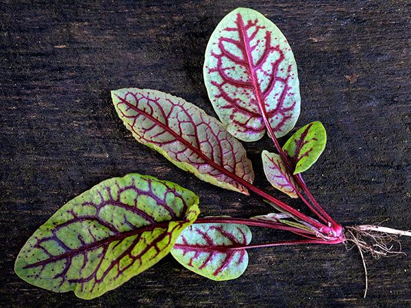 Bloody Dock Sorrel