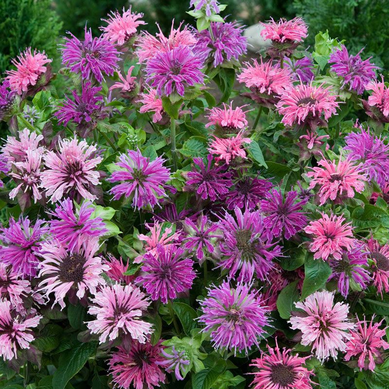 Spielarten Mix Bee Balm | Julia's Garden Shop