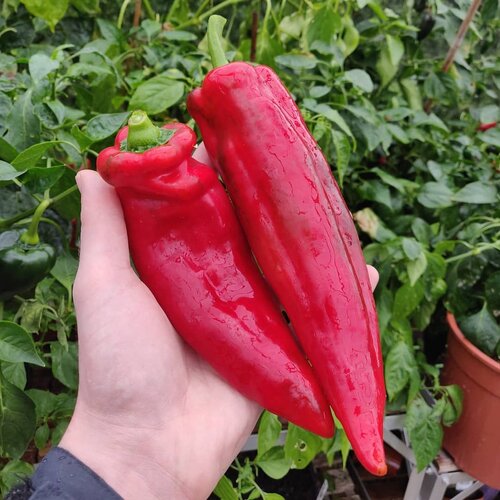 Marconi Rosso Sweet Pepper