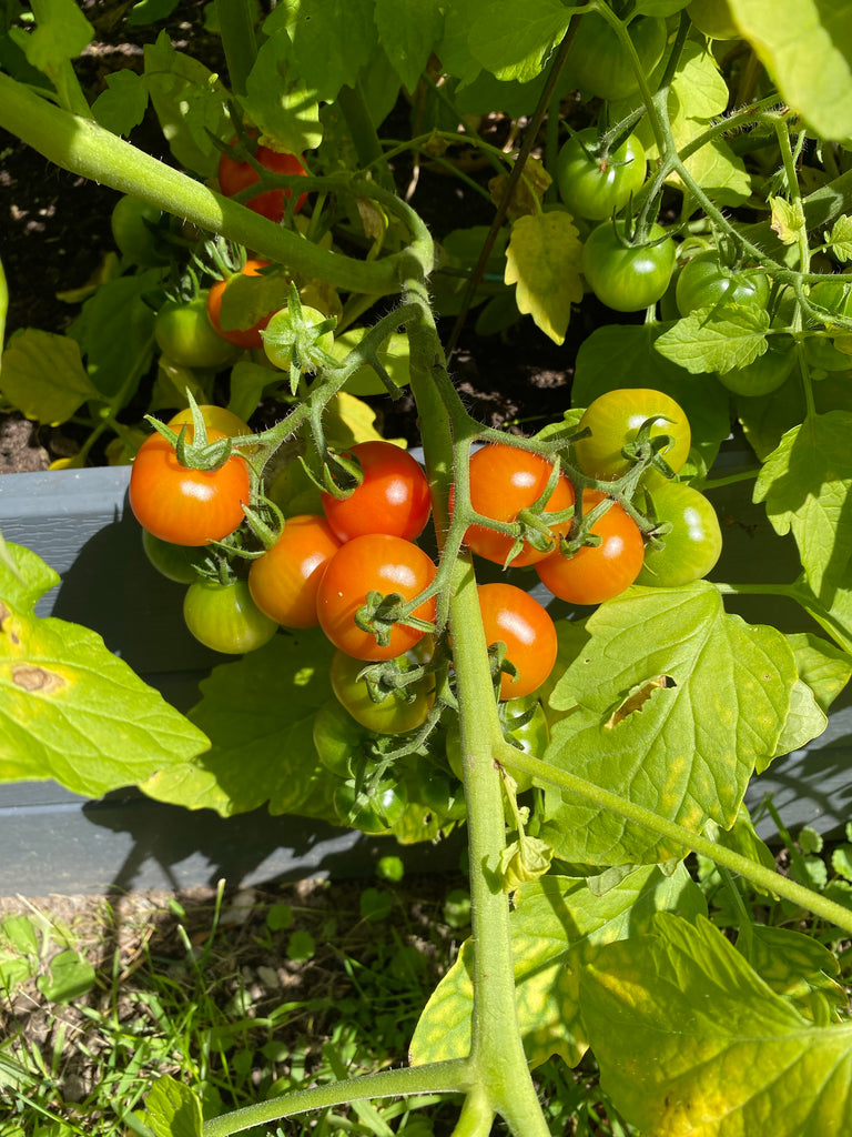 A Grappoli d'Inverno Tomato