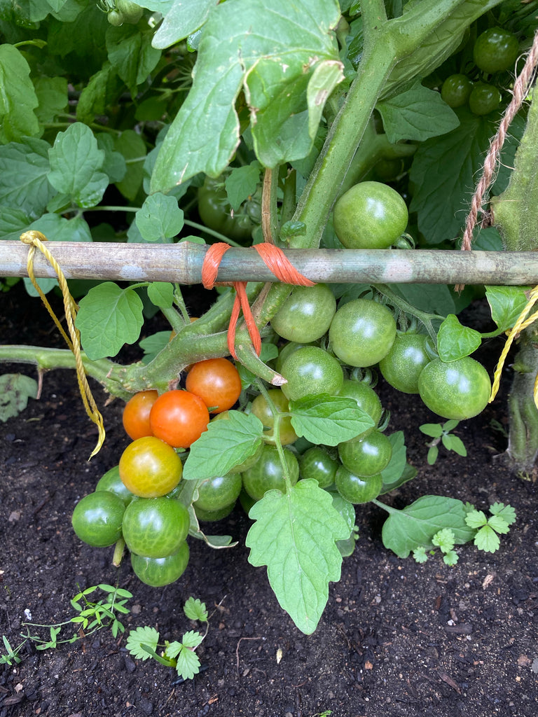 A Grappoli d'Inverno Tomato