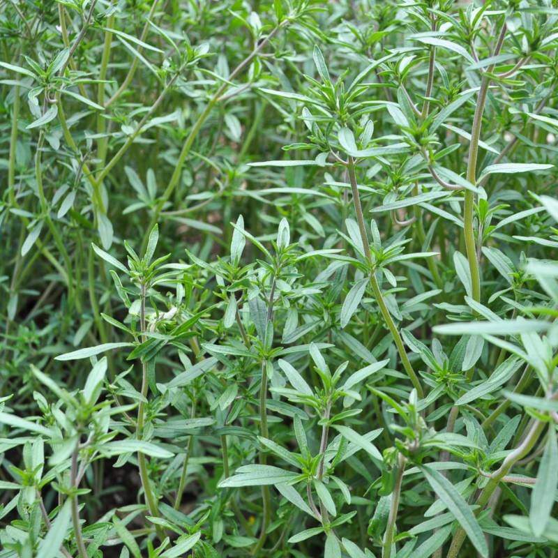 Summer Savory