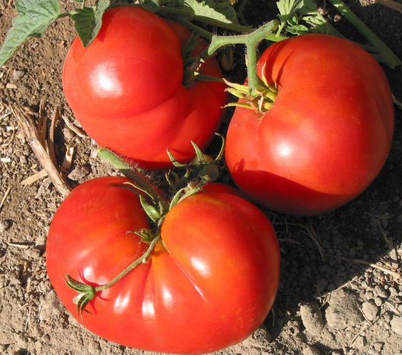 Pantano Romanesco Tomato