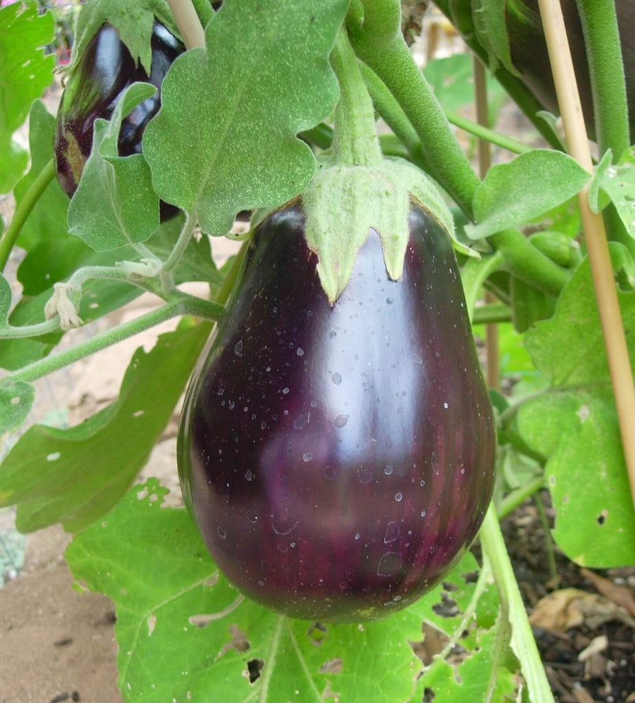 Black Beauty Eggplant